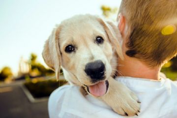 Percorso formativo per giovani proprietari di cani