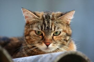 Campagna di identificazione gratuita del gatto di propriet&#224; – “Io Micippo”