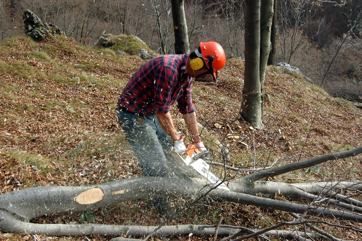 Boscaiolo che taglia un albero abbattuto